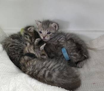 Sneezy -  Domestic Short Hair Cat for Adoption in New York, New York - Sneezy | PetCurious