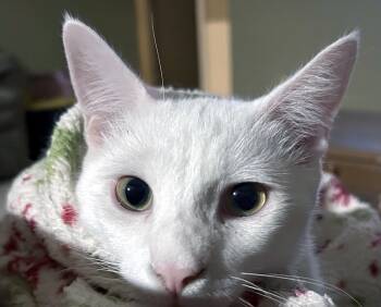Mayo -  Domestic Short Hair Cat for Adoption in Smithfield, North Carolina - Mayo | PetCurious