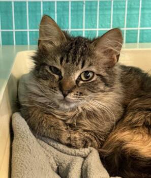 Domestic Long Hair Cats Available for Adoption - Truffle | PetCurious