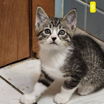Rescue American Shorthair Cats for Adoption in Lynchburg, Virginia - Mackie | PetCurious