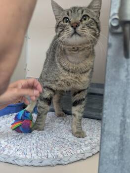 61219100 -  Domestic Short Hair Cat for Adoption in Elko, Nevada - 61219100 | PetCurious