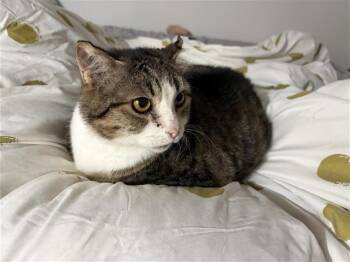 BEAS -  Domestic Short Hair Cat for Adoption in San Antonio, Texas - BEAS | PetCurious