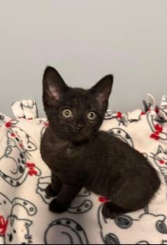 Domestic Medium Hair Cats Available for Adoption in Franklin, Ohio - Megan | PetCurious