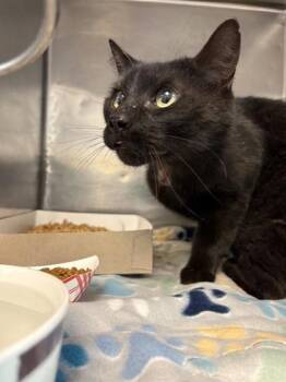 Domestic Short Hair Cats Available for Adoption in El Paso, Texas - 47790583 | PetCurious