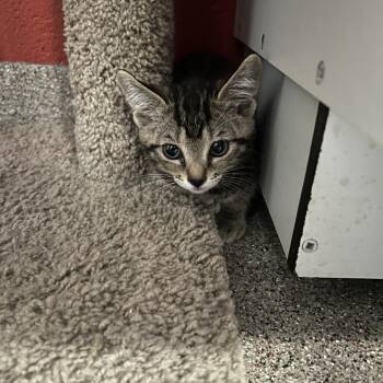Domestic Short Hair Cats Available for Adoption in Sarasota, Florida - Cat