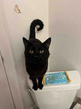 Rescue Domestic Short Hair Cats for Adoption in Spokane, Washington - Ashe | PetCurious