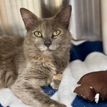 Daisy -  Domestic Short Hair and Dilute Tortoiseshell Cat for Adoption in Winchendon, Massachusetts - Daisy | PetCurious
