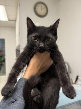 Mason -  Domestic Short Hair Cat for Adoption in Ontario, California - Mason | PetCurious