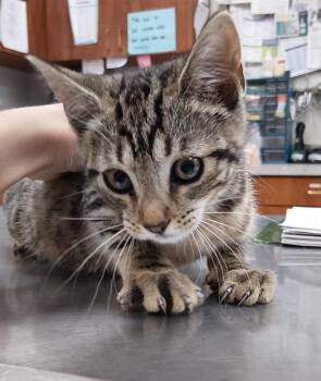 Moon Pie -  Domestic Short Hair Cat for Adoption in Saint Clairsville, Ohio - Moon Pie | PetCurious