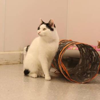 Luke -  Domestic Short Hair Cat Available for Adoption in Lansing, Michigan - Luke | PetCurious