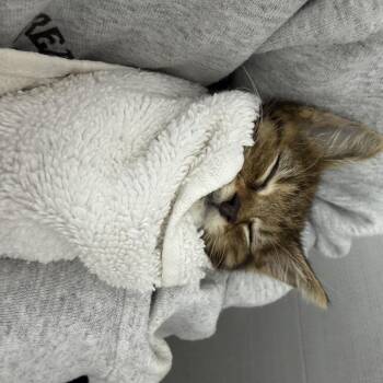 Dylan -  Domestic Medium Hair Cat for Adoption in New York, New York - Dylan | PetCurious