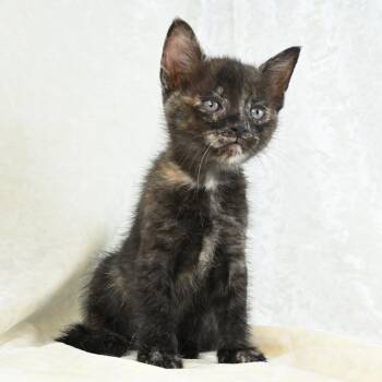 Domestic Short Hair Cats Available for Adoption in Mobile, Alabama - Lola | PetCurious