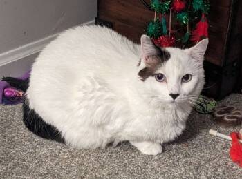 Rescue Domestic Short Hair Cats for Adoption in Millcreek, Utah - Snowflake | PetCurious