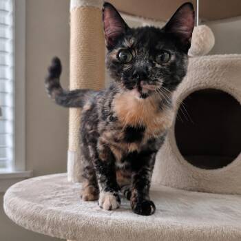 Tuna Bug -  Tortoiseshell Cat for Adoption in Fresno, California - Tuna Bug | PetCurious