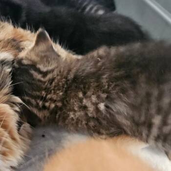 Bubbles -  Domestic Short Hair Cat for Adoption in Montgomery, Alabama - Bubbles | PetCurious