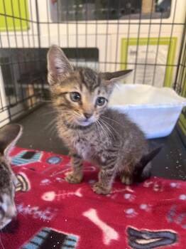 Domestic Short Hair Cats Available for Adoption - Theo ( Otto And Theo) Brown Collar | PetCurious