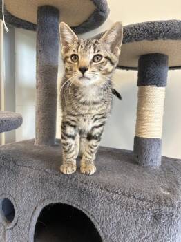Mikey -  Domestic Short Hair Cat for Adoption in Bowling Green, Ohio - Mikey | PetCurious