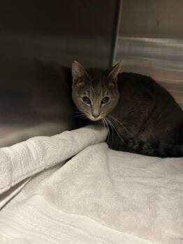 Domestic Short Hair Cats Available for Adoption - Merideth | PetCurious