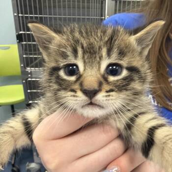 Scooby -  Domestic Medium Hair Cat for Adoption in Greensboro, North Carolina - Scooby | PetCurious