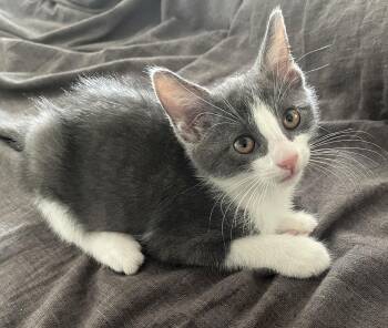 Rescue Domestic Short Hair Cats for Adoption in Philadelphia, Pennsylvania - Cherry Teegan | PetCurious