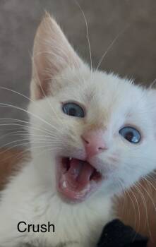 Siamese Cats Available for Adoption - Crush | PetCurious