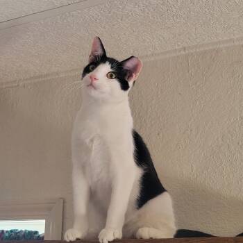 Moo Moo — Sweet as Pie and Ready to Play- Courtesy Listing -  Tuxedo Cat for Adoption in Prescott, Arizona - Moo Moo — Sweet As Pie And Ready To Play- Courtesy Listing | PetCurious