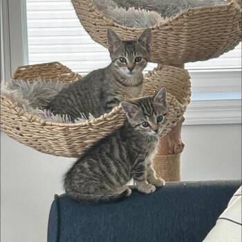Domestic Short Hair Cats Available for Adoption - Pumpkin & Luna (Bonded Pair) | PetCurious