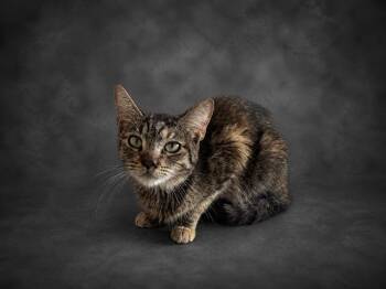 Domestic Short Hair Cats Available for Adoption in Winter Haven, Florida - PICKLES | PetCurious