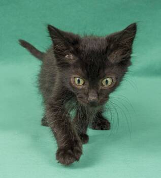 Wren -  Domestic Short Hair Cat for Adoption in Davis, California - Wren | PetCurious