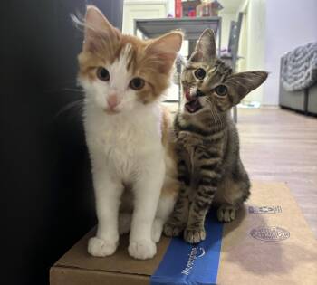 Rico and Mimi -  Domestic Short Hair Cat for Adoption in Mission Viejo, California - Rico And Mimi | PetCurious