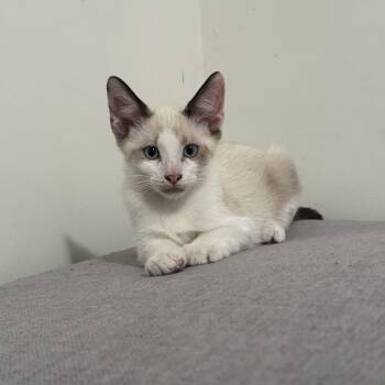 Casper - The friendly kitten -  Snowshoe Cat for Adoption in Fountain Valley, California - Casper - The Friendly Kitten | PetCurious
