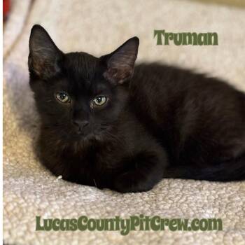 Rescue American Shorthair and Domestic Short Hair Cats for Adoption in Toledo, Ohio - Truman | PetCurious