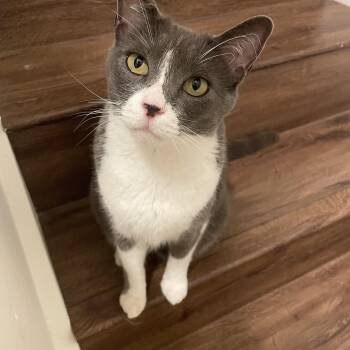 Domestic Short Hair Cats Available for Adoption - Tom & Geri (bonded Pair) | PetCurious