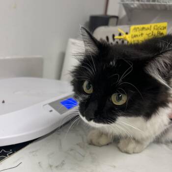 Domestic Short Hair Cats Available for Adoption in St. Louis, Missouri - Harley C | PetCurious