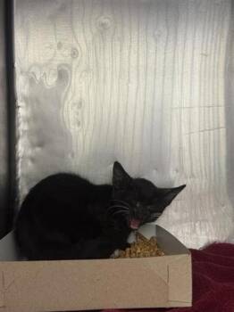 61468469 -  Domestic Short Hair Cat for Adoption in El Paso, Texas - 61468469 | PetCurious