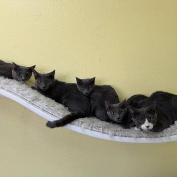 Makenna -  Domestic Short Hair Cat for Adoption in Las Vegas, Nevada - Makenna | PetCurious