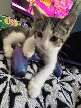 Rescue Domestic Short Hair and Tabby Cats for Adoption in Homer Glen, Illinois - Anchovy | PetCurious