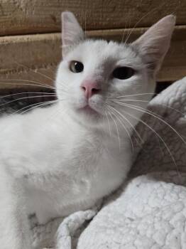 Domestic Short Hair Cats Available for Adoption in Salinas, California - Flint | PetCurious