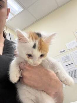 Checkers -  Domestic Short Hair Cat for Adoption in Charleston, South Carolina - Checkers | PetCurious
