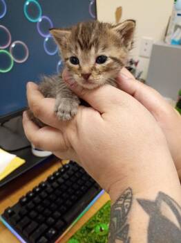 Balsamic -  Domestic Short Hair Cat for Adoption in Hamilton, Ohio - Balsamic | PetCurious