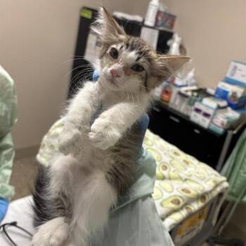 Roberta Flack -  Domestic Short Hair Cat for Adoption in Tempe, Arizona - Roberta Flack | PetCurious