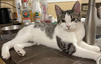 Domestic Short Hair Cats Available for Adoption - Wobble Litter  | PetCurious