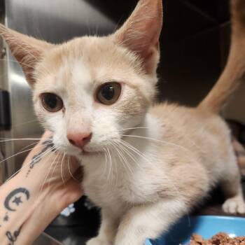 Domestic Short Hair Cats Available for Adoption - Five-Below | PetCurious