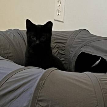 Dante -  Domestic Short Hair Cat for Adoption in Spokane, Washington - Dante | PetCurious