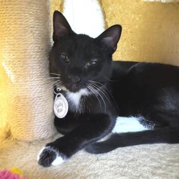 *Candyman -  Domestic Short Hair Cat for Adoption in Huntsville, Alabama - *Candyman | PetCurious
