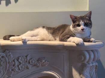 Chalo -  Domestic Short Hair Cat for Adoption in Minneapolis, Minnesota - Chalo | PetCurious