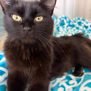 Obsidian -  Domestic Short Hair Cat for Adoption in Naperville, Illinois - Obsidian | PetCurious