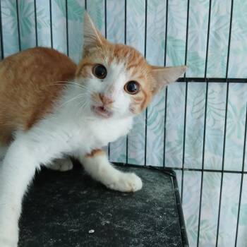 John-Paul -  Domestic Short Hair Cat for Adoption in Clarksdale, Mississippi - John-Paul | PetCurious