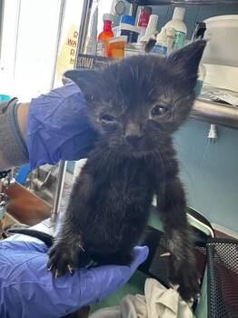 Valentino -  Domestic Short Hair Cat for Adoption in Vallejo, California - Valentino | PetCurious