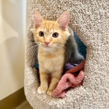 Wren -  Domestic Medium Hair Cat for Adoption in Agoura Hills, California - Wren | PetCurious